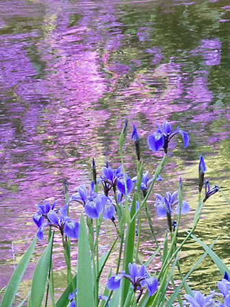 Flowers Reflected in Pond