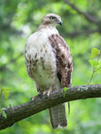 Close up of hawk on branch