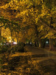 Park path at night with autumn leaves.