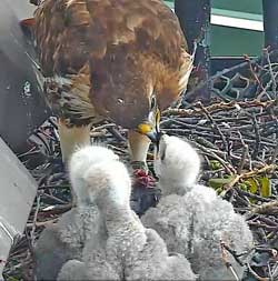 Mother Hawk Feeding Chicks at Cornell