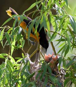 Mother Baltimore Oriole Feeding Chicks