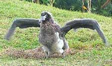 Baby Albatross