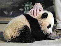 Baby Panda at National Zoo