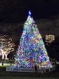 Boston's Christmas Tree from Halifax, December 1, 2107.