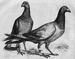 Carrier pigeons.