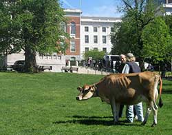 Cow grazing on Boston Common.