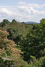 Green Trees at Arnold Arboretum.