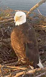 Bald Eagle in Nest Overlooking Boundary Bay