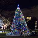 Boston's Christmas Tree from Halifax, December 1, 2107.