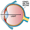 Eye Cross-Section