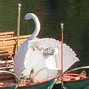 Swan boat in Boston's Public Garden.