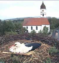 Stork in Nest in Germany