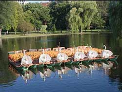 Swan boats tied up for the night.