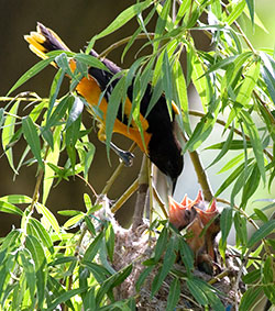 Mother Baltimore Oriole Feeding Chicks