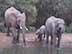 Elephants at Pete's Pond Watering Hole