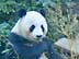 Giant Panda at San Diego Zoo eating supper