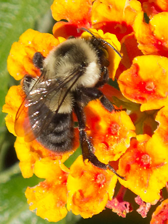 Bee on Flower in Public Garden