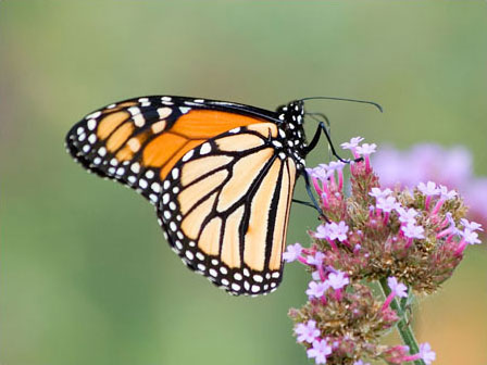 Photo of monarch butterfly climbing a flower