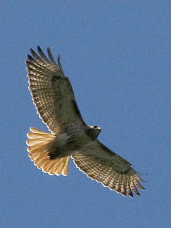 Hawk in flight