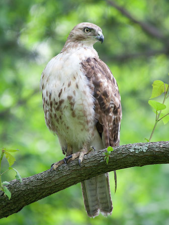 Hawk looking at viewer