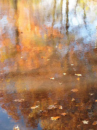 Photo of autumn trees reflected in a quiet brook