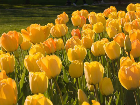 Photo of yellow tulips in park