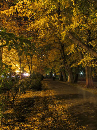 Photo of autumn leaves along park walk illuminated by street light