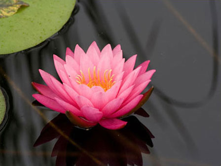 Photo of water lily in reflecting pool at the New York Botanical Garden