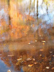 Reflections of Autumn Trees in a Brook
