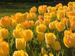 Yellow Tulips