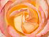 Detail of Rose Petals